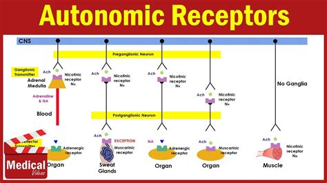 beta 2 receptors location|20. Actions of the Autonomic Nervous System: Adrenergic .